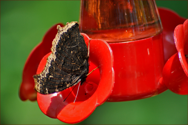 photo of tulips from back yard