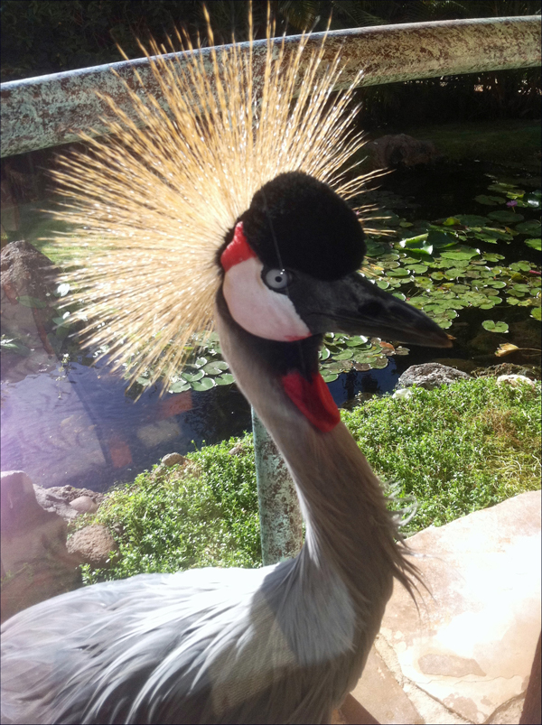 photo of african crane bird
