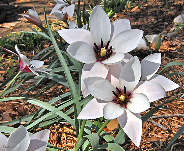 photo of lily from back yard