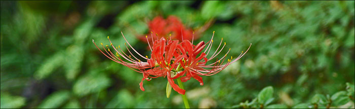 photo of cottage rain lilly
