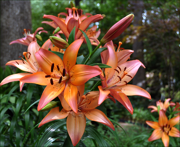 photo of tulips from back yard